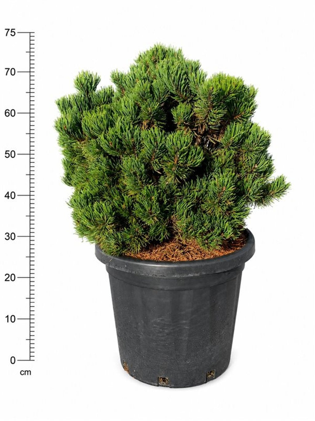 Pinus hybrid 75cm 38cm Pot