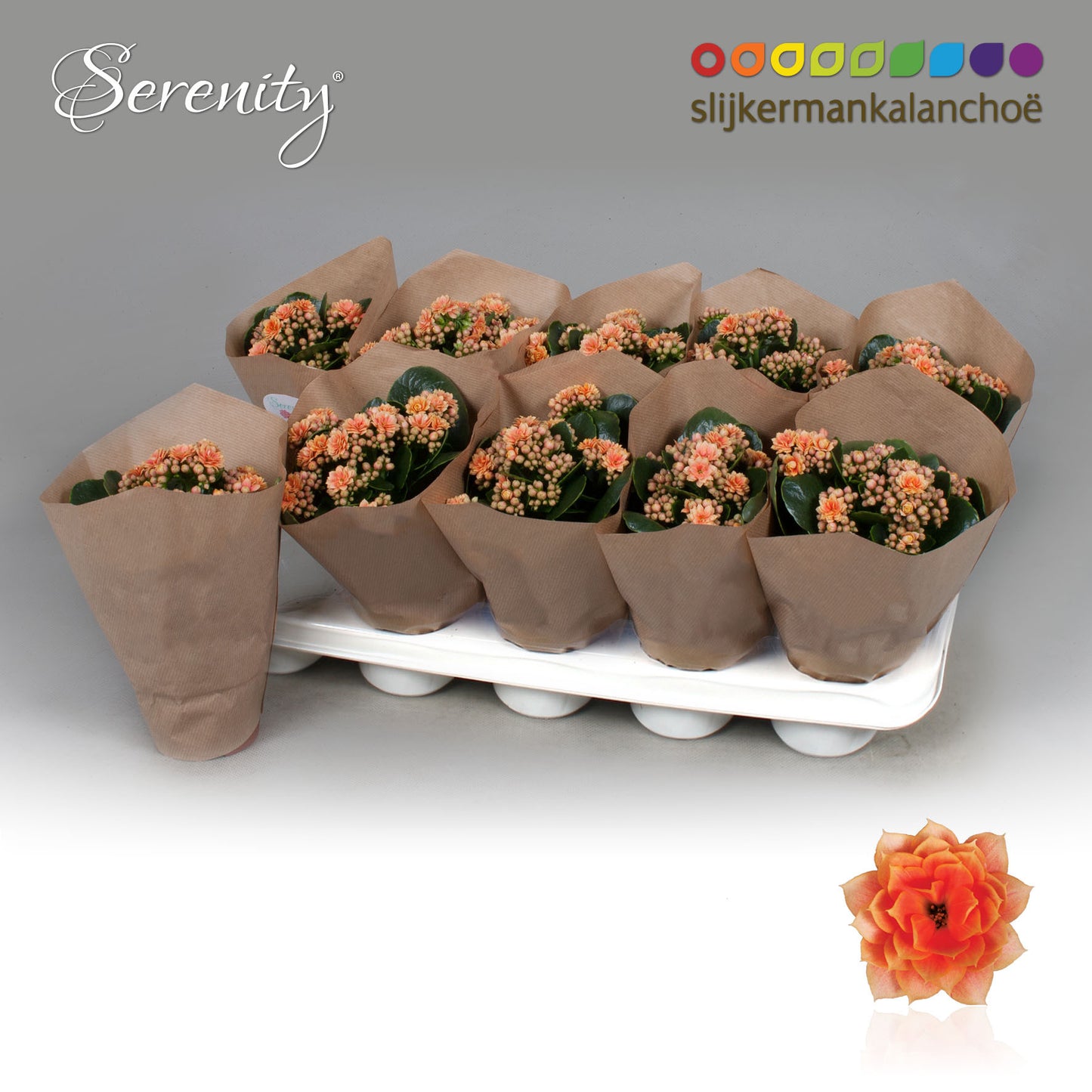 Kalanchoe Serenity Peach 23cm 10.5cm Pot