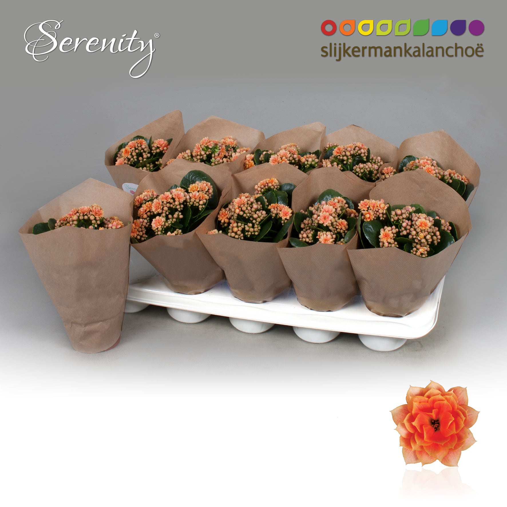 Kalanchoe Serenity Peach 23cm 10.5cm Pot