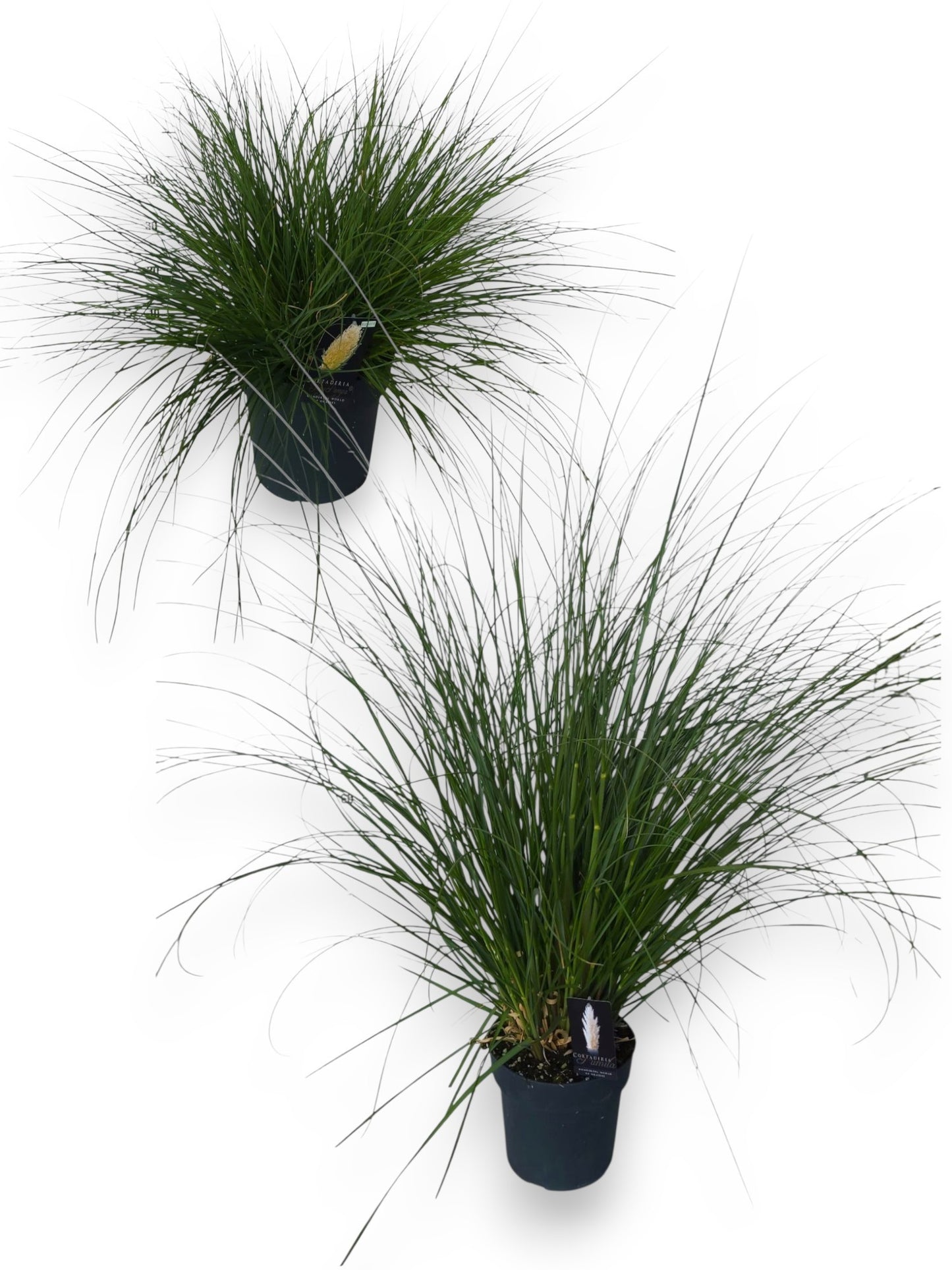 Cortaderia 150cm 27cm Pot