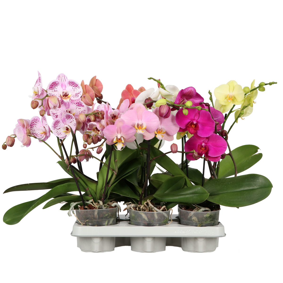 Phalaenopsis mix 40cm 12cm Pot