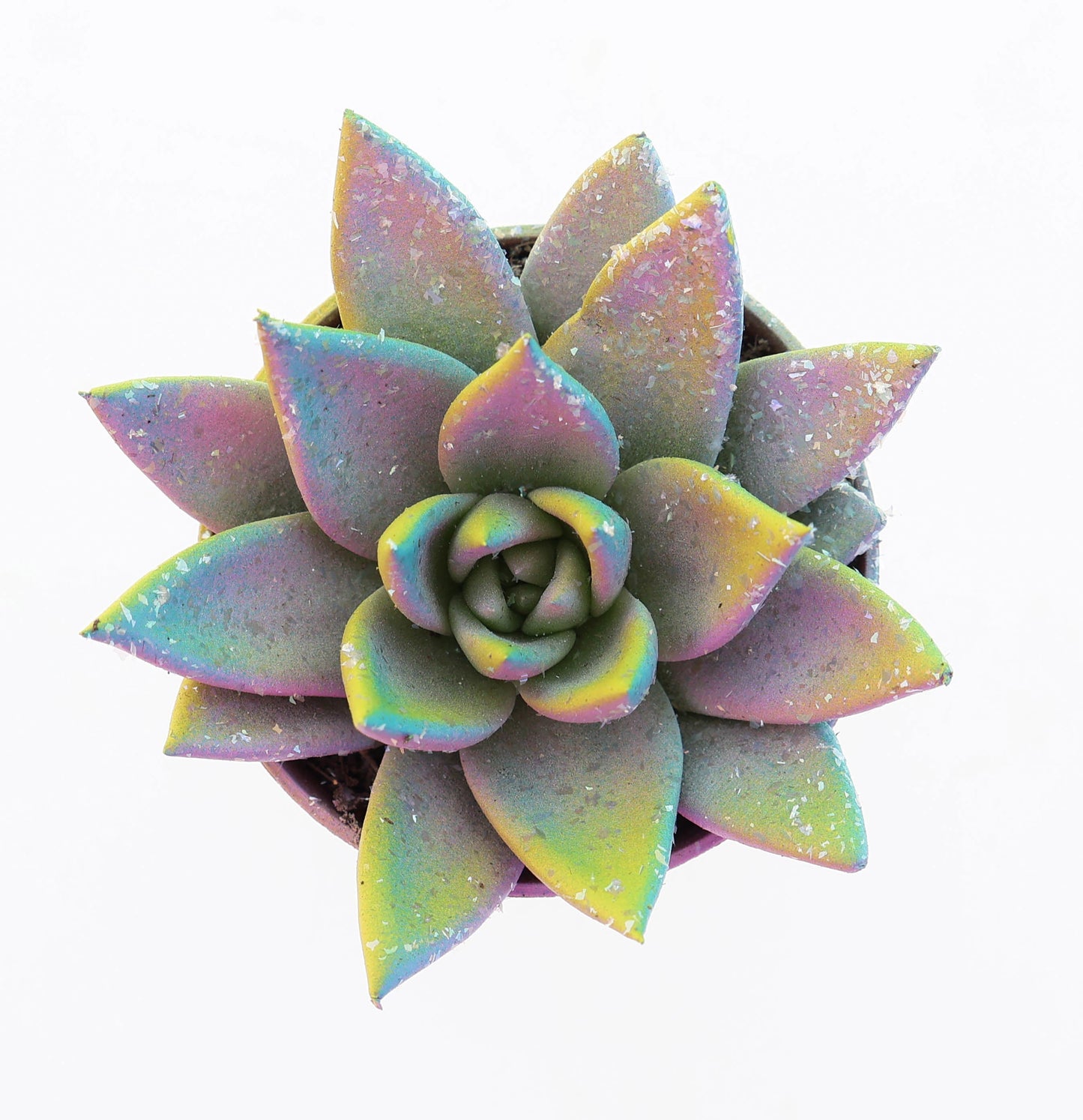 Euro Cactus Holland Bv Miranda multi glitter mix Pack of 20