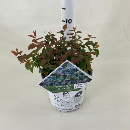 Spiraea med. Double Play Blue Kazoo 20cm 19cm Pot