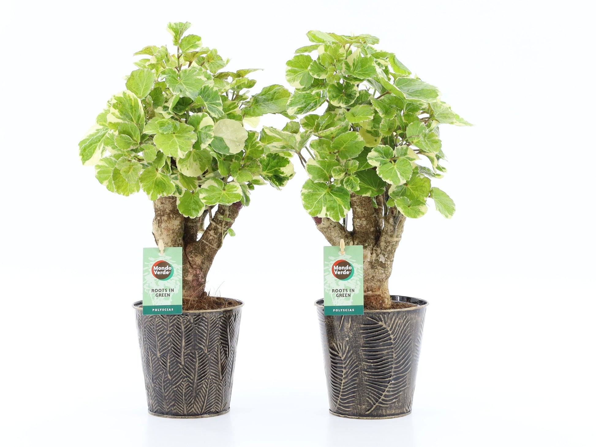 Polyscias scut. Balfourii 40cm 13cm Pot