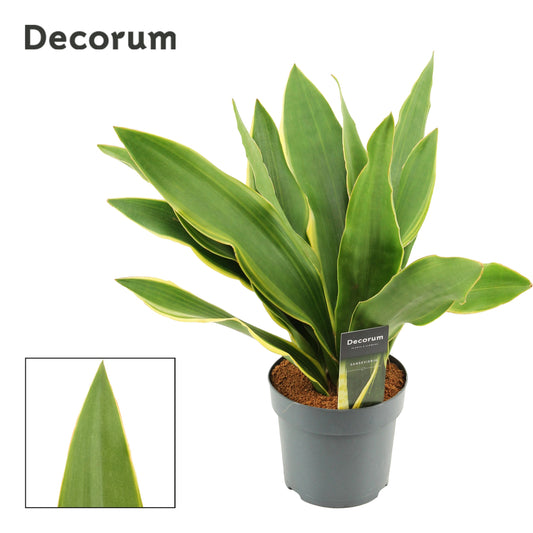 Sansevieria trifasciata 45cm 14cm Pot