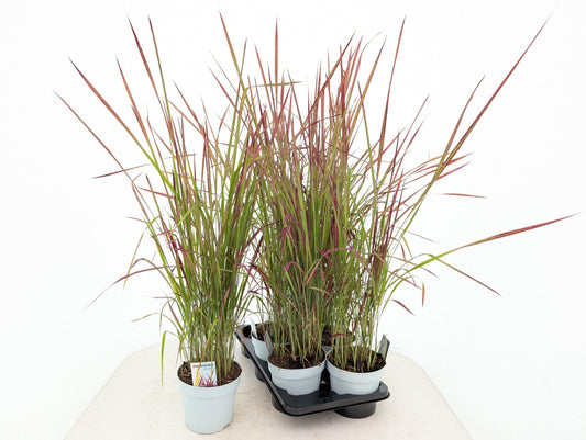 Imperata Red Baron 95cm 17cm Pot