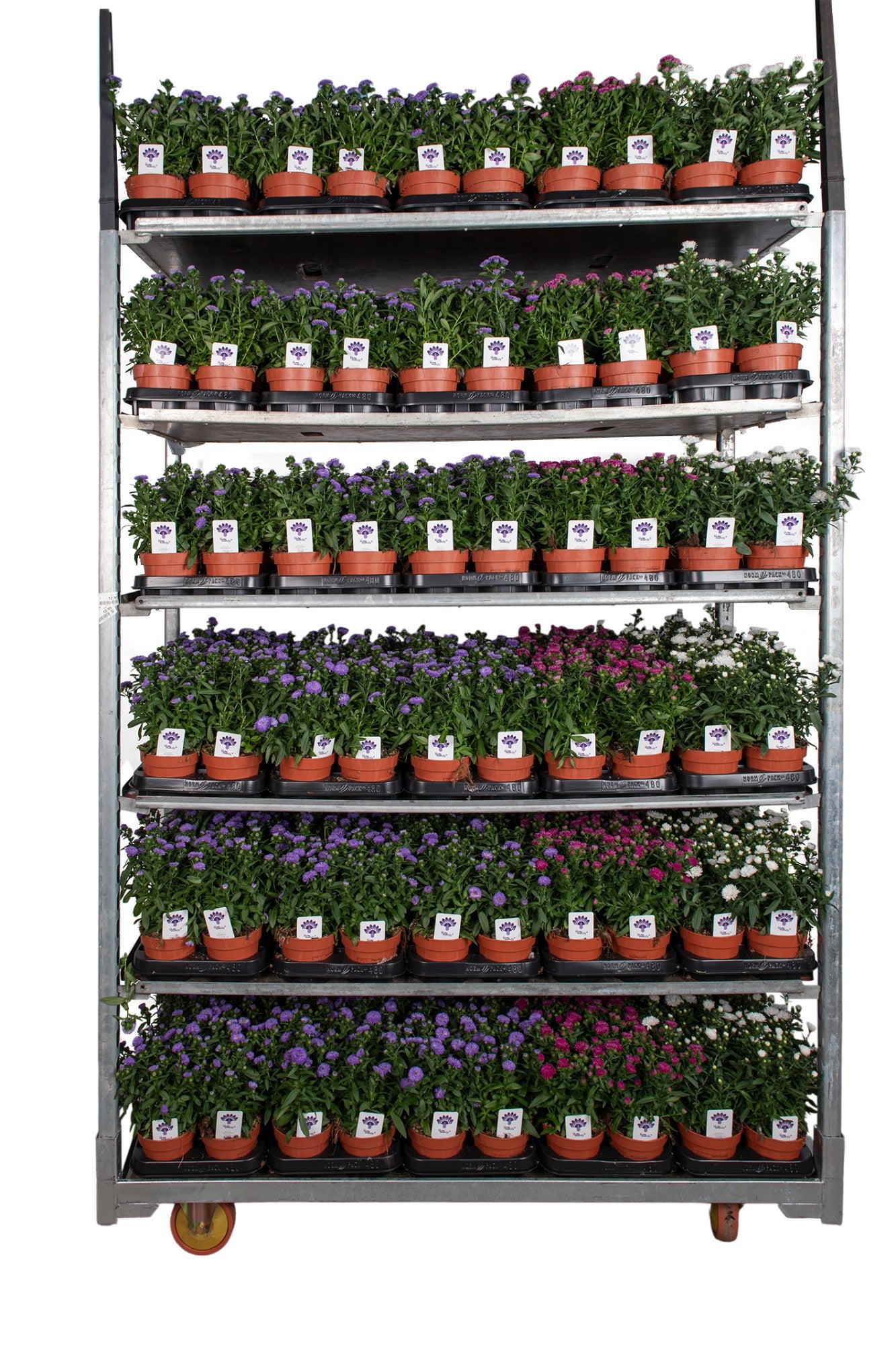 Aster nb. Magic mix trolley 28cm 12cm Pot