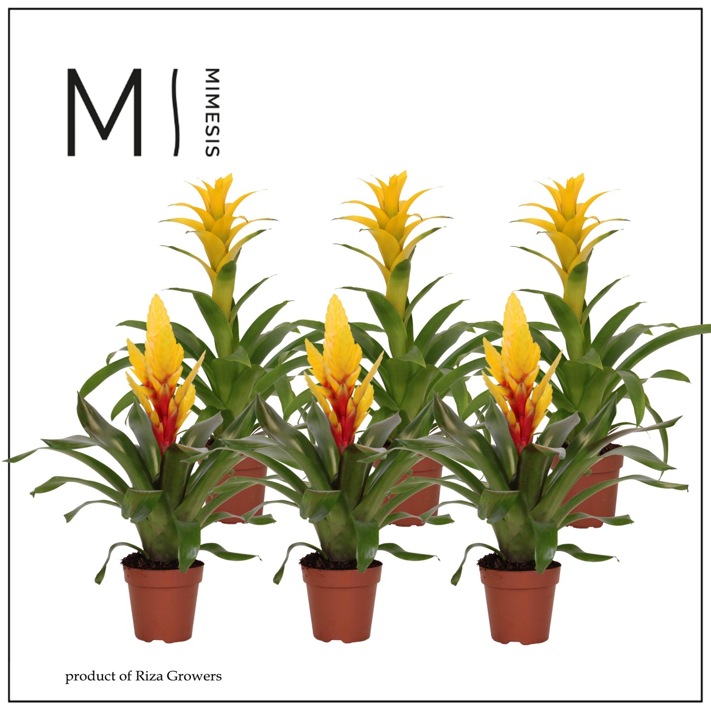 Bromelia Yellow mix 45cm 12cm Pot