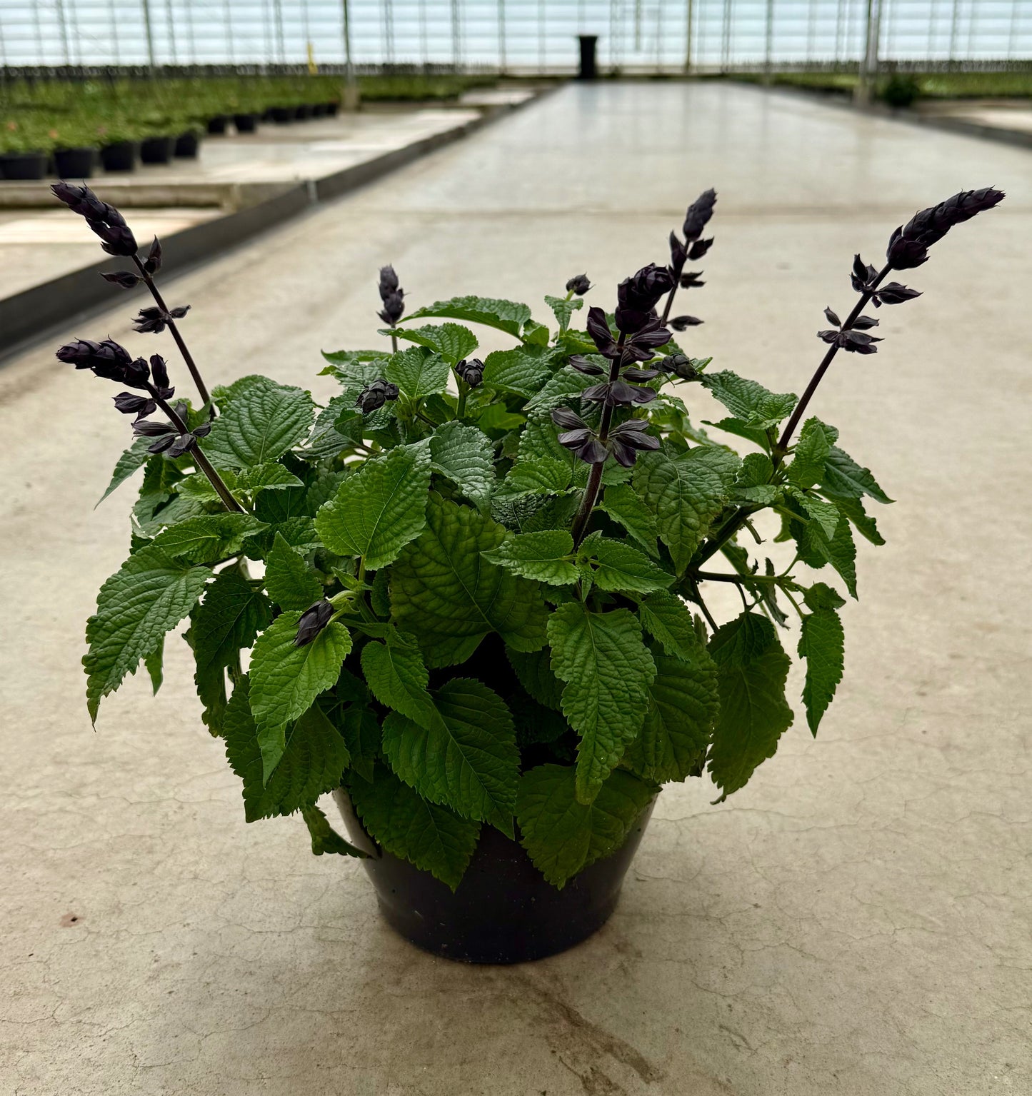 Salvia Salgoon Lake Blueberry 35cm 21cm Pot