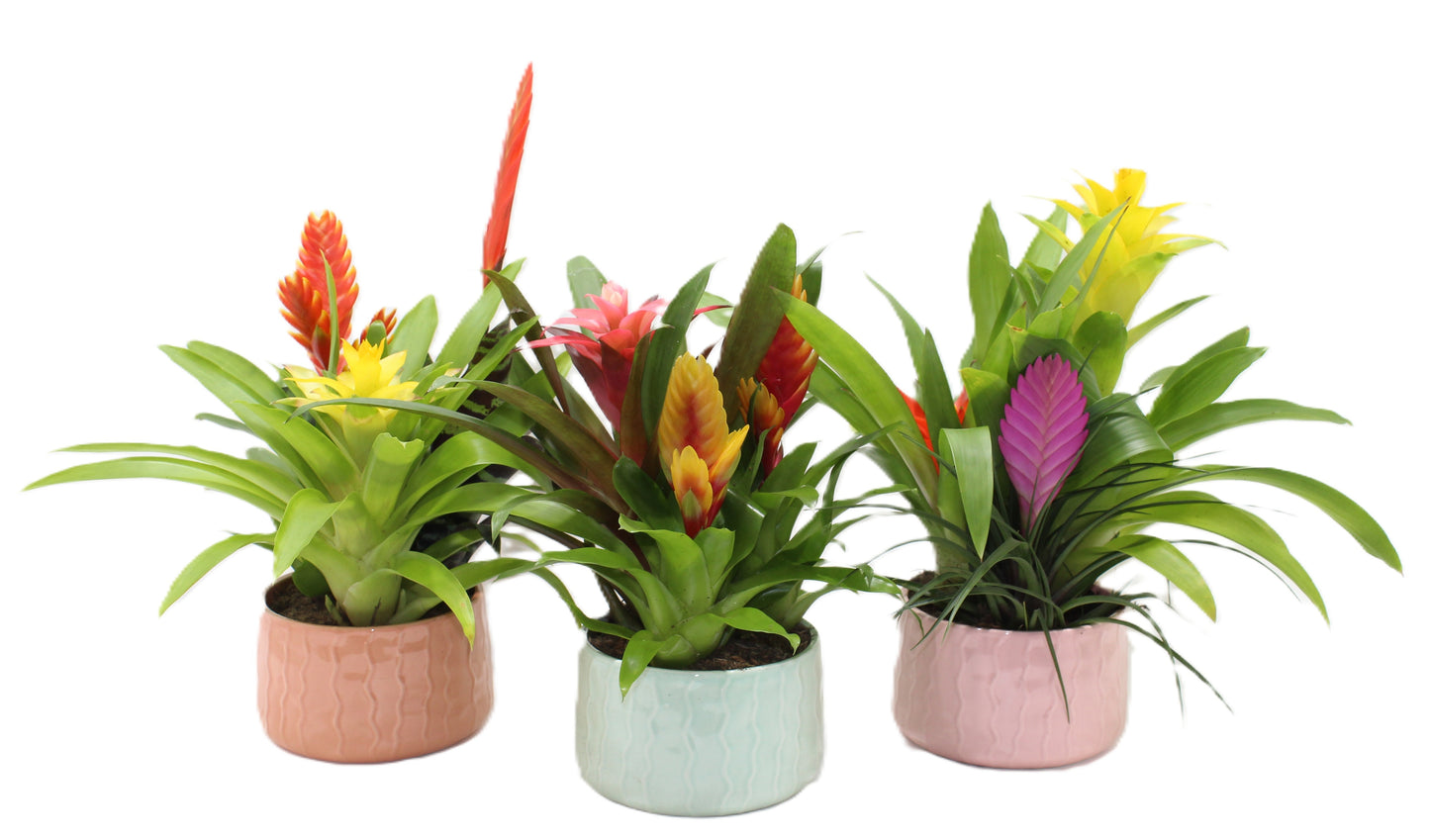 arr. Bromelia 40cm 16cm Pot