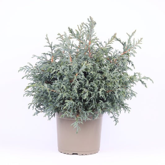 Chamaecyparis Baby Blue 45cm 23cm Pot