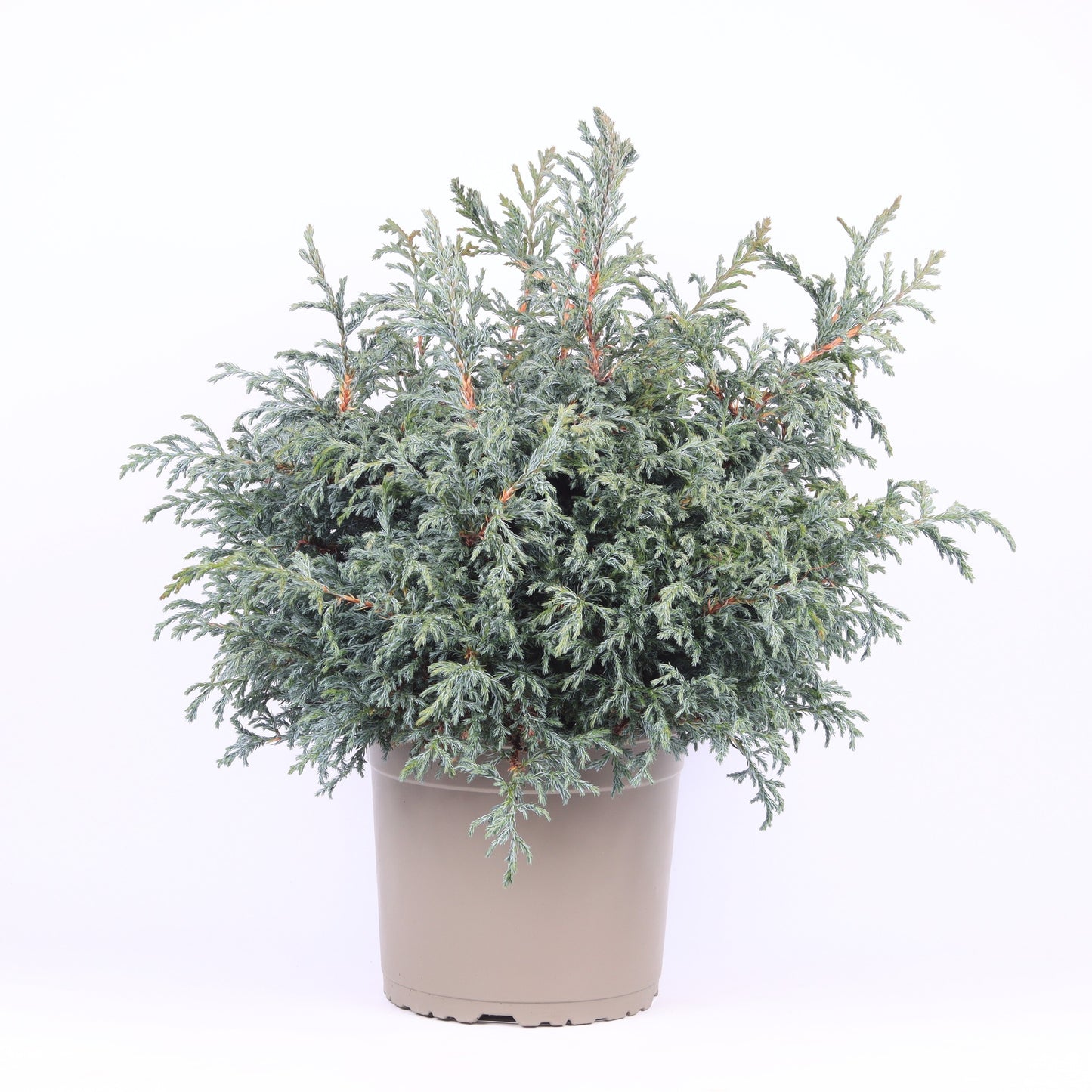 Chamaecyparis Baby Blue 45cm 23cm Pot