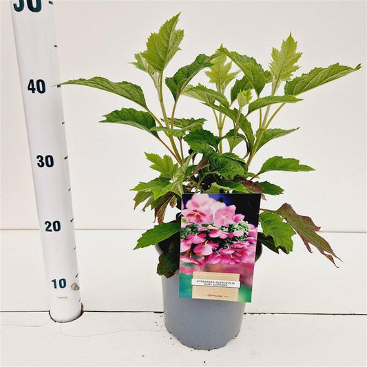 Hydrangea quer. Ruby Slippers 35cm 17cm Pot
