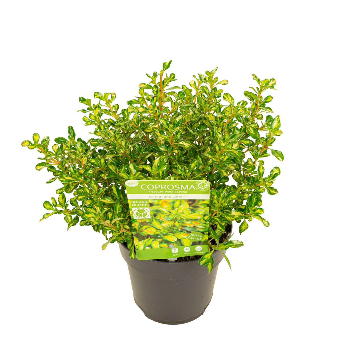 Coprosma repens 40cm 15cm Pot