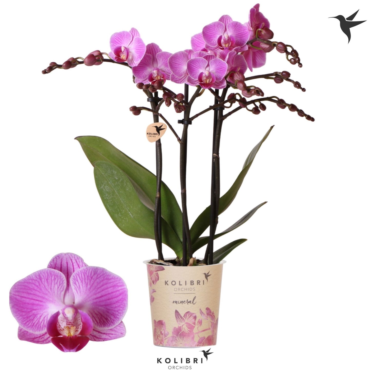 Phalaenopsis Vienna 40cm 9cm Pot