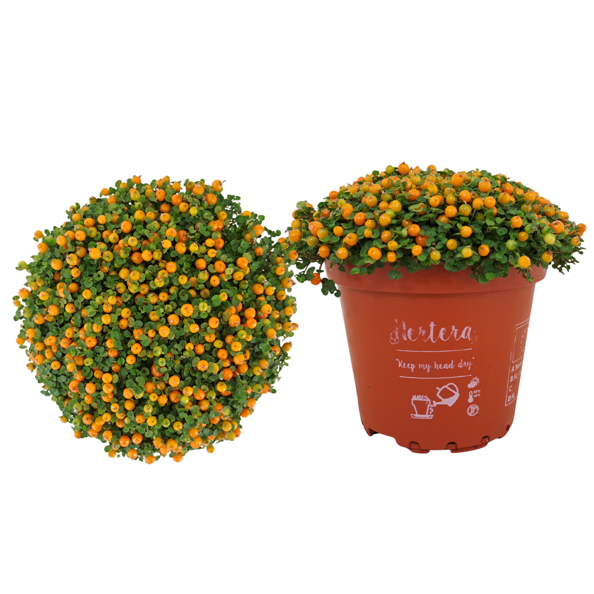 Nertera Astrid 10cm 8cm Pot
