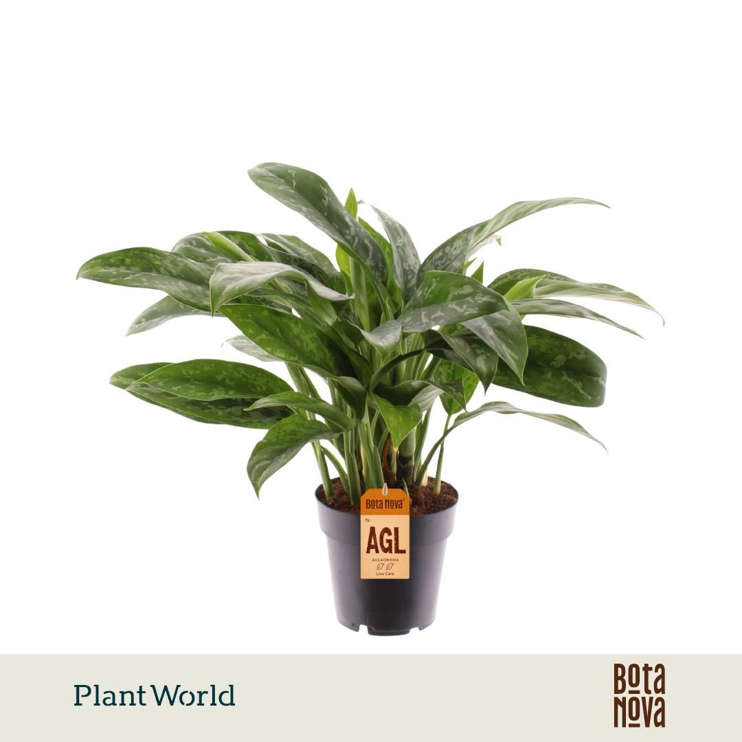 Aglaonema Green Lady 35cm 14cm Pot