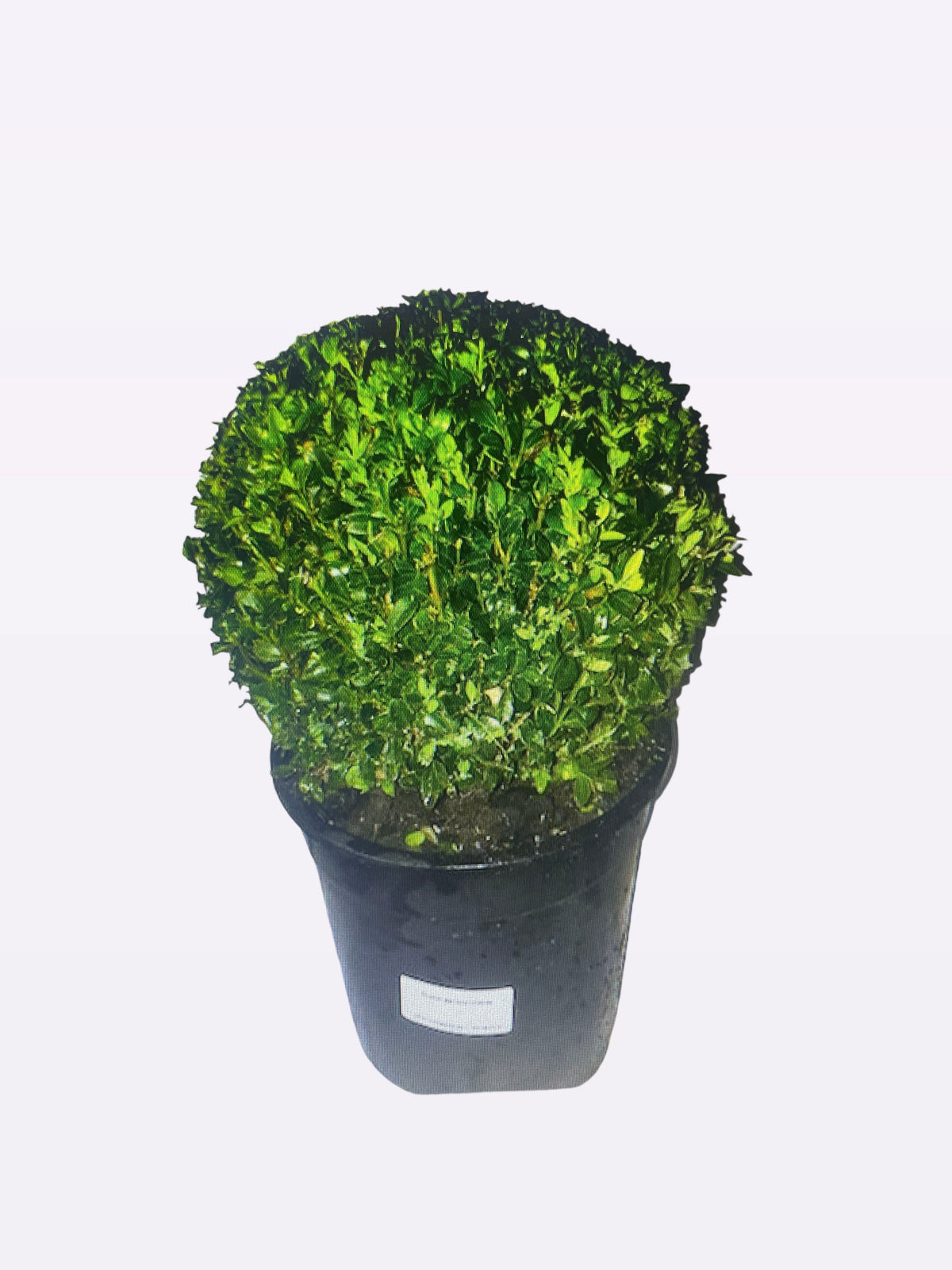 Buxus sempervirens ball 50cm 26cm Pot