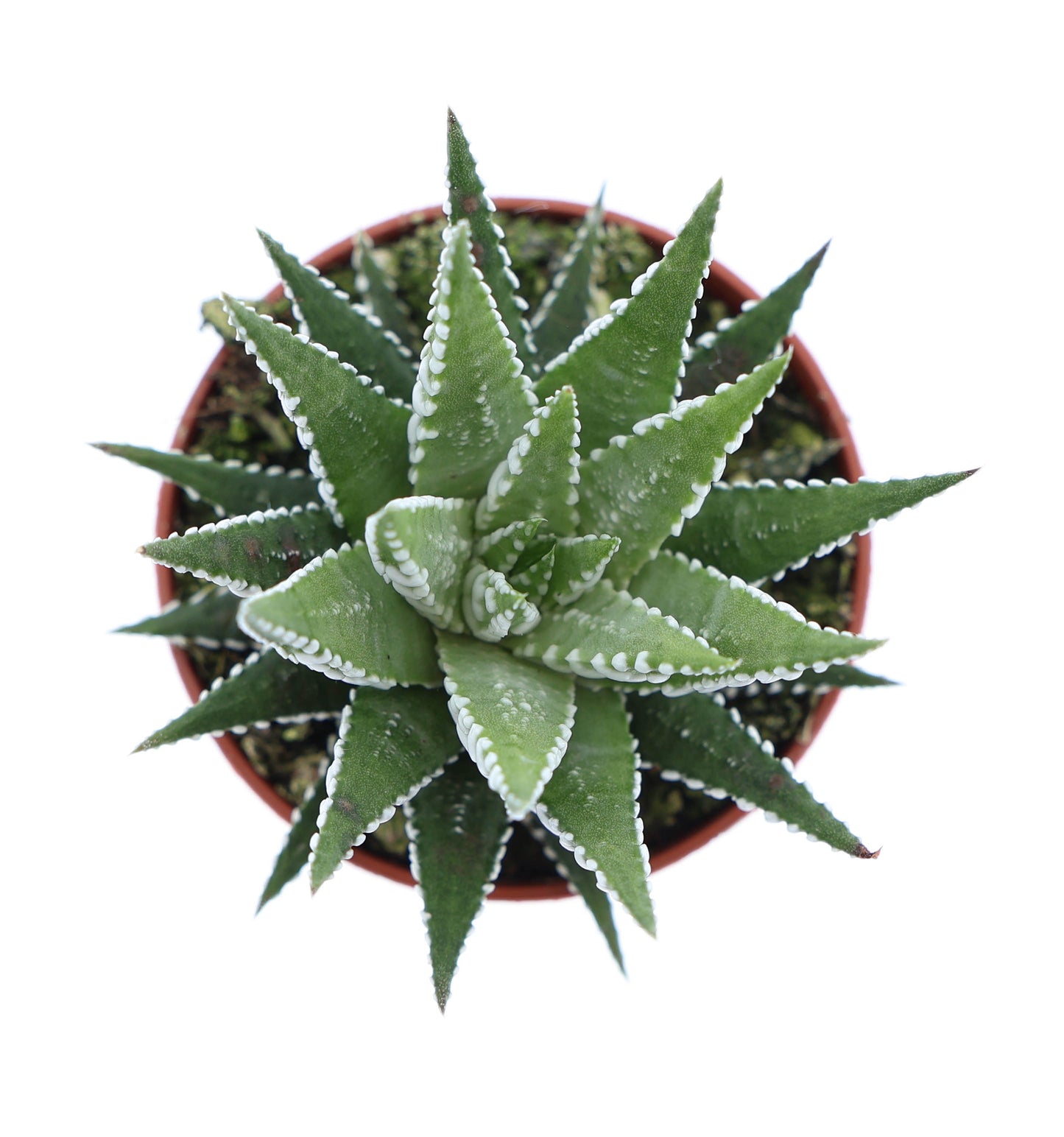 Euro Cactus Holland Bv Haworthia Big Band Pack of 20