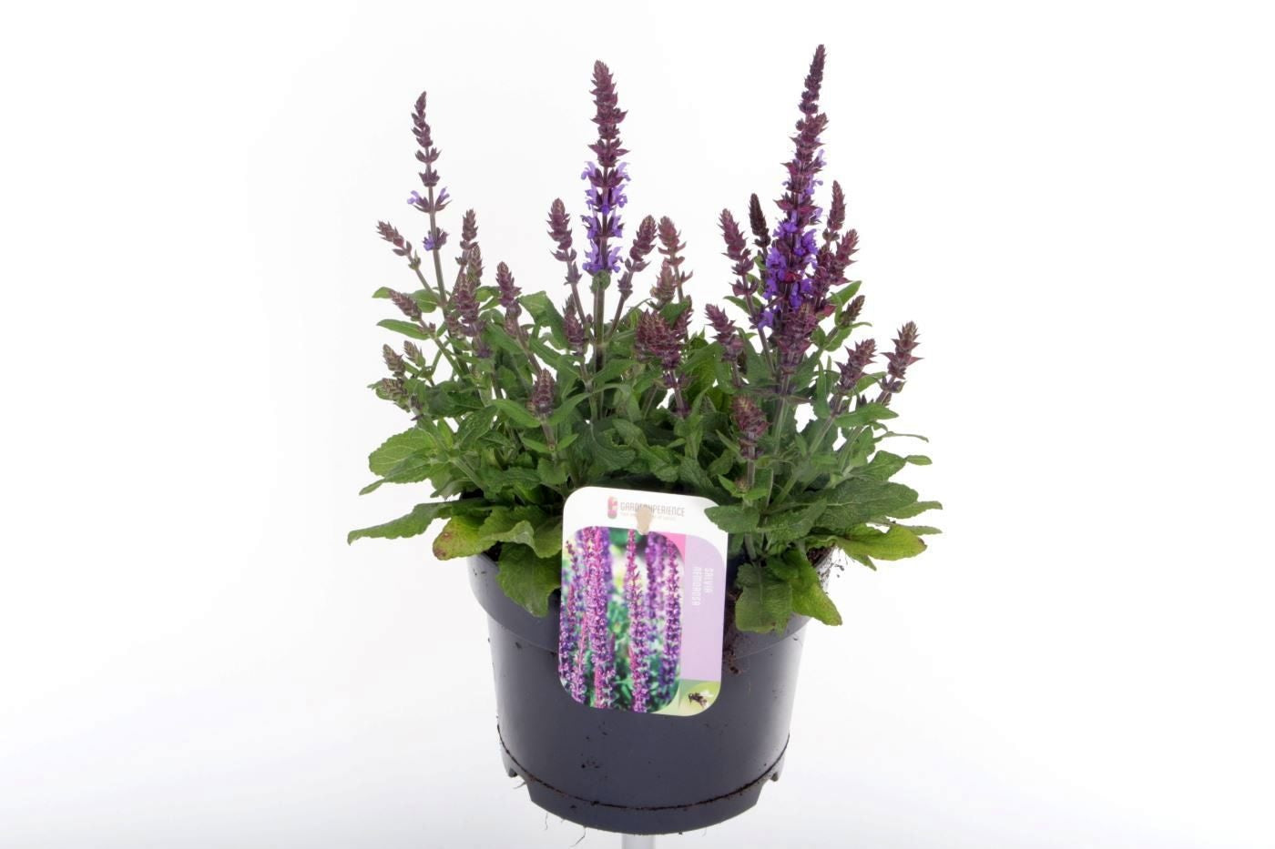 Salvia Sensation Deep Blue 40cm 17cm Pot