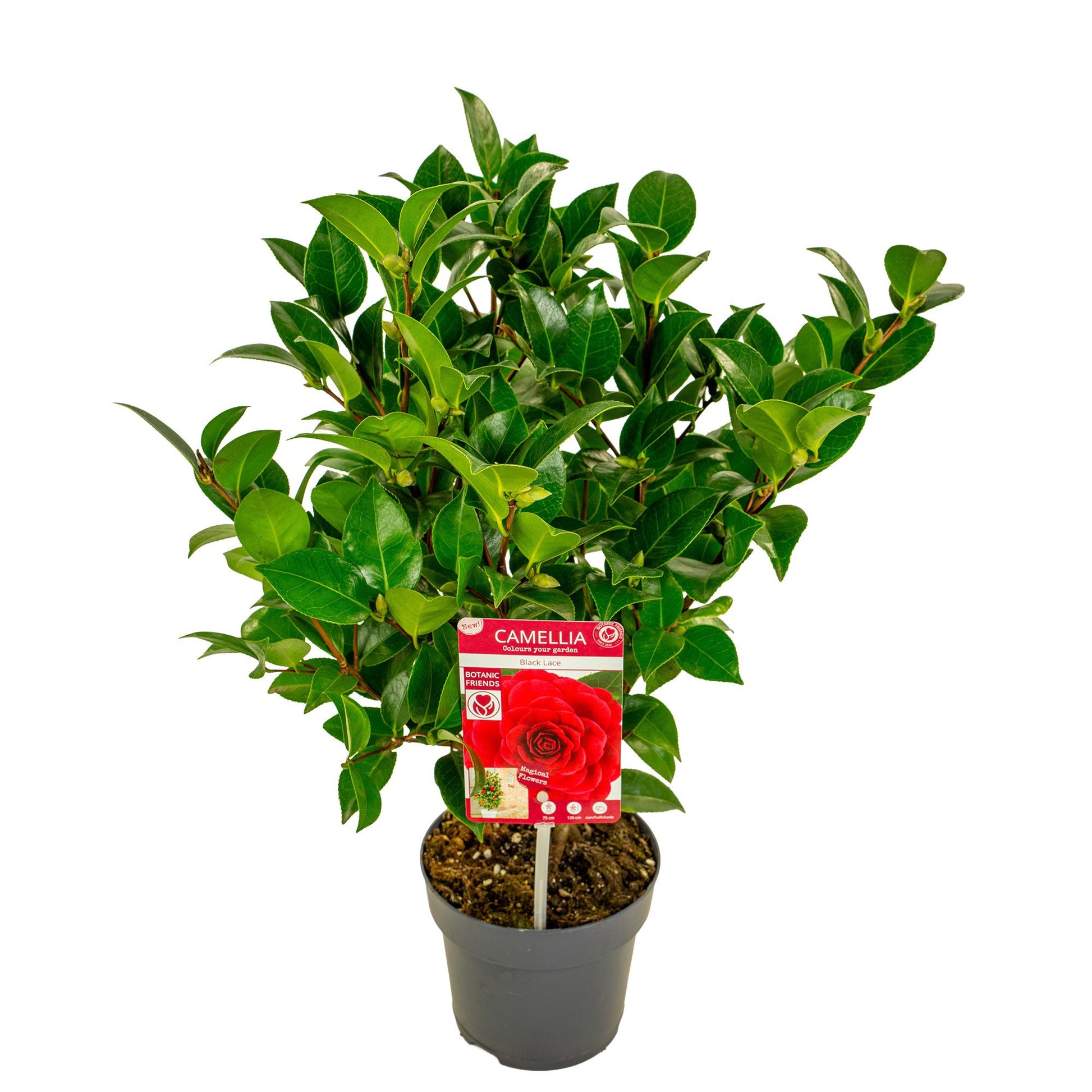 Camellia japonica 55cm 15cm Pot