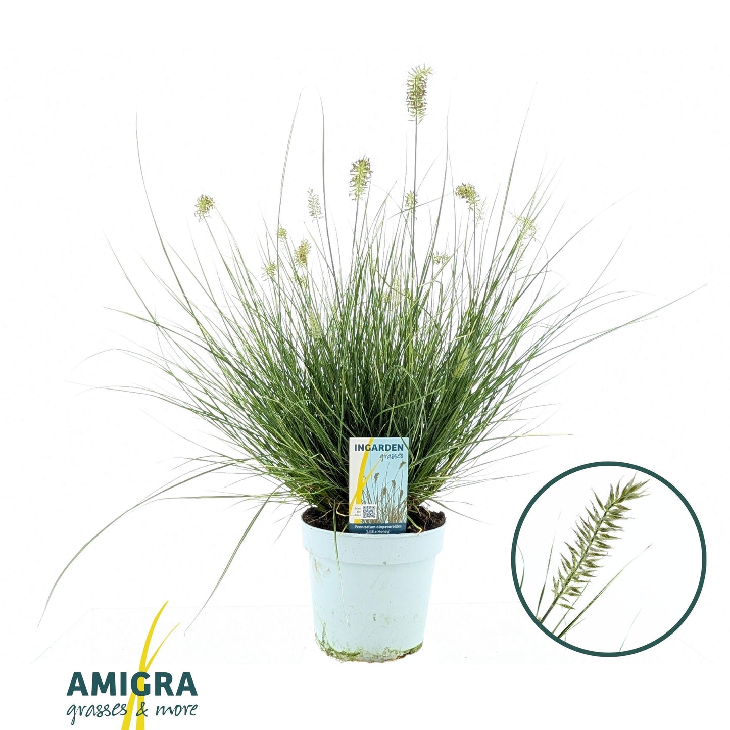 Pennisetum Little Honey 50cm 17cm Pot