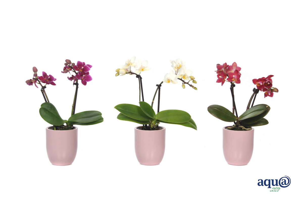 Phalaenopsis hybrid 17cm 6cm Pot