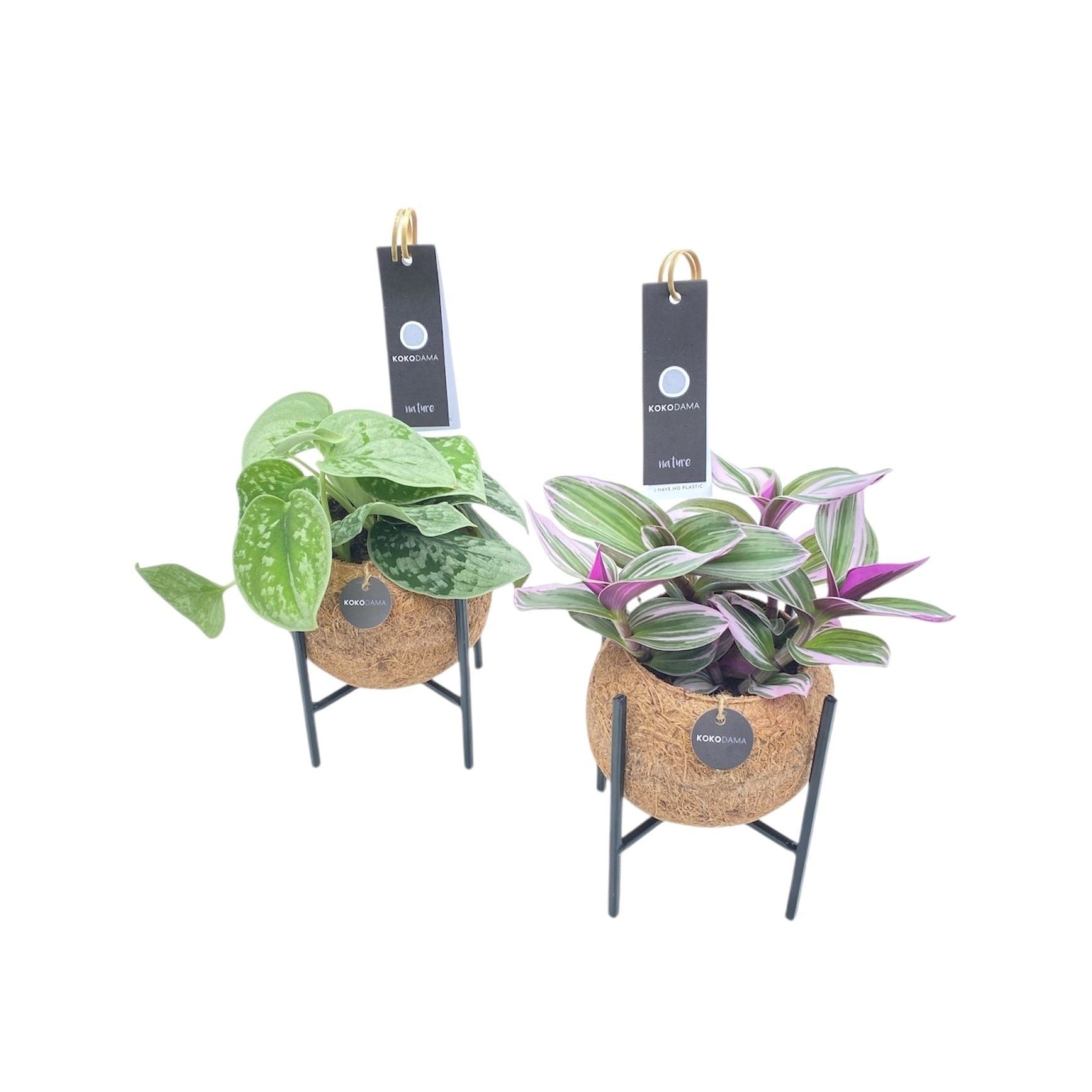 Kokoplant BV Foliage houseplants mix Pack of 12