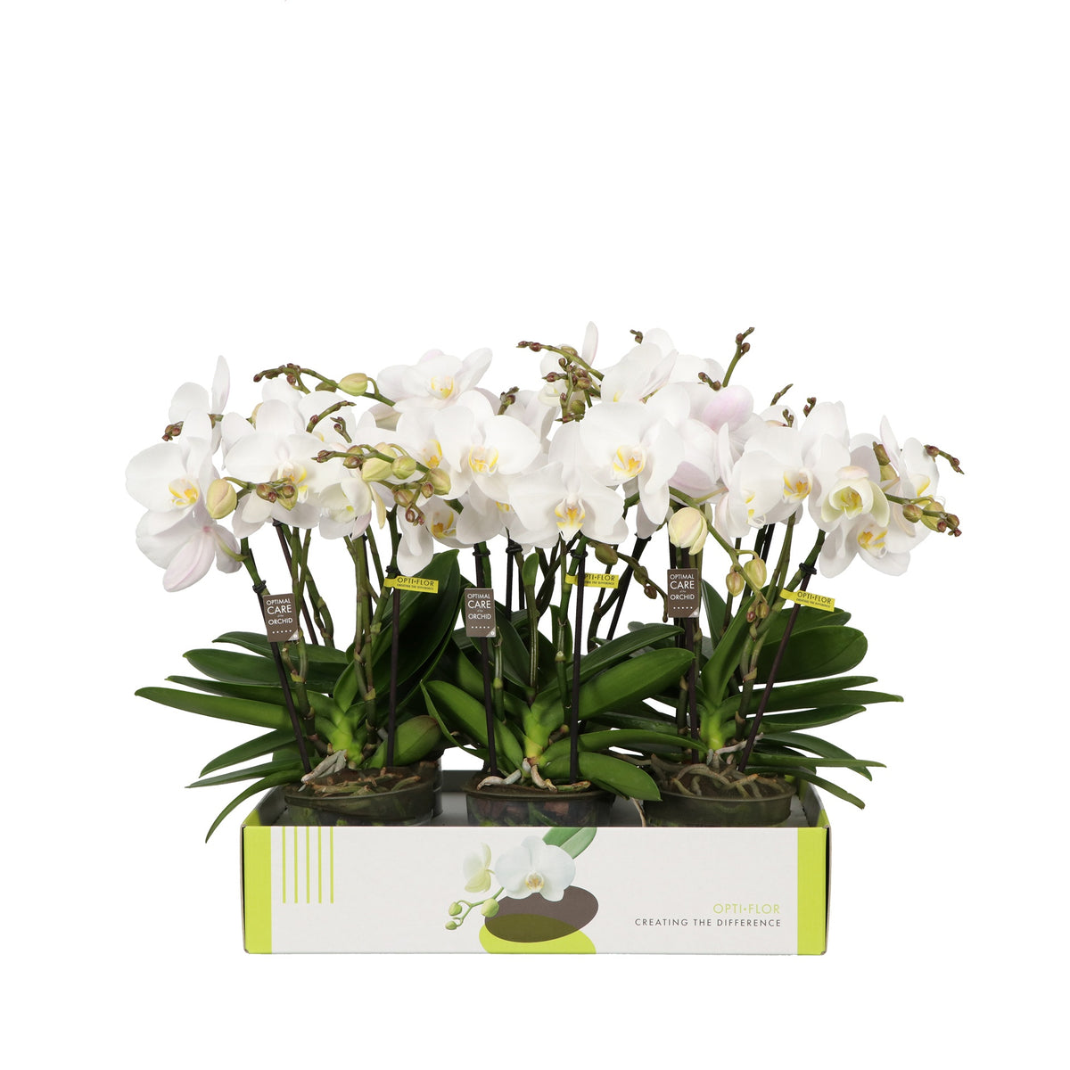 Phalaenopsis white 40cm 12cm Pot