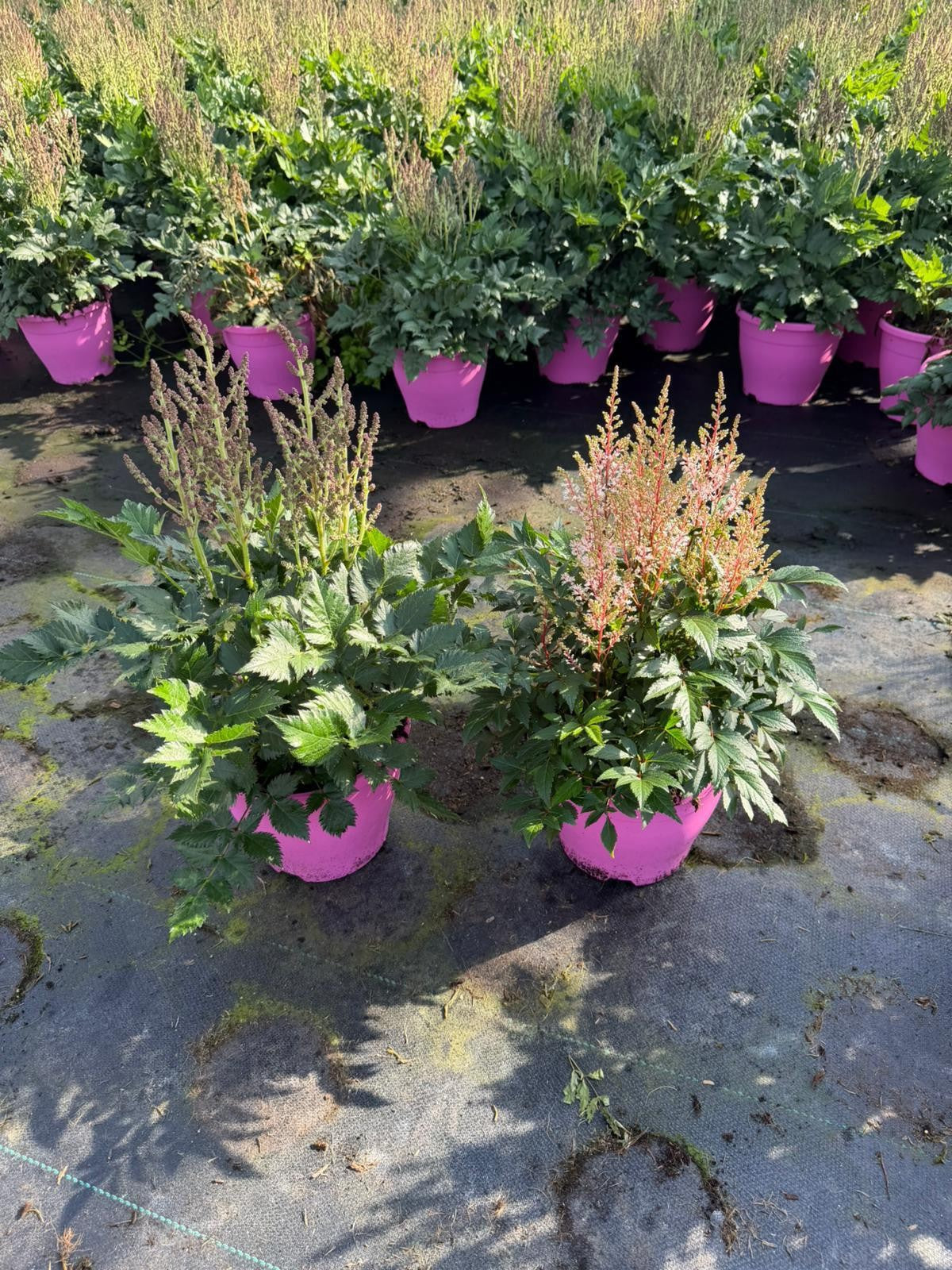 Astilbe mix 55cm 23cm Pot