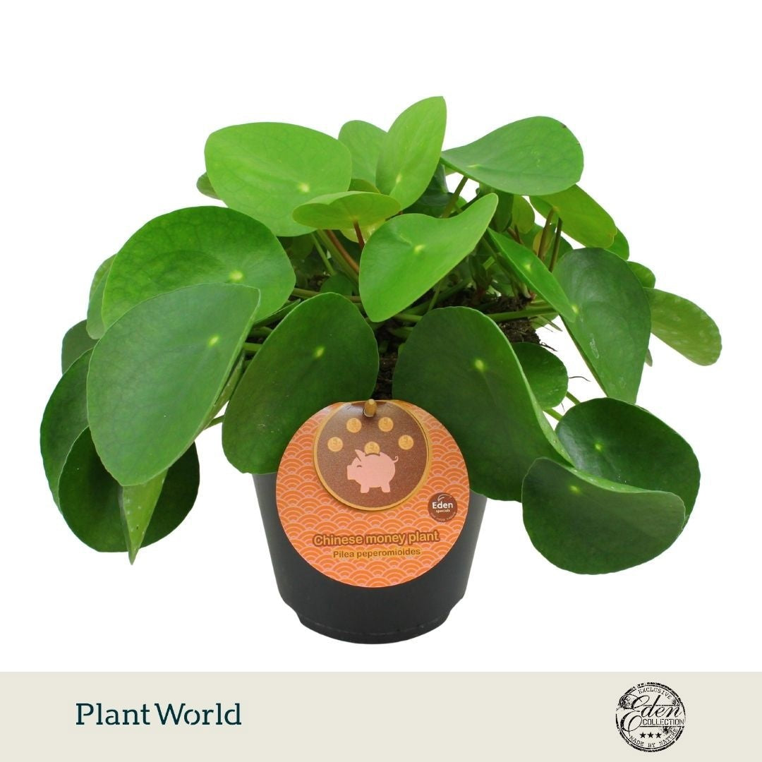 Pilea peperomioides 30cm 15cm Pot