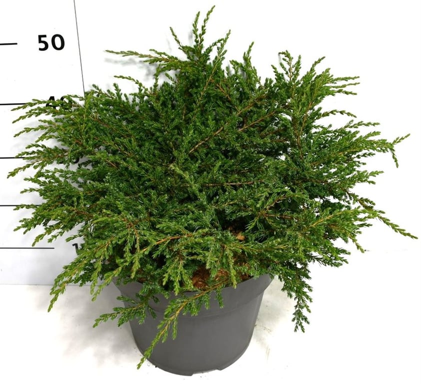 Bloemenkampen BV, Hkw. de Juniperus Repanda Pack of 1