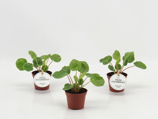 Pilea 10cm 6cm Pot