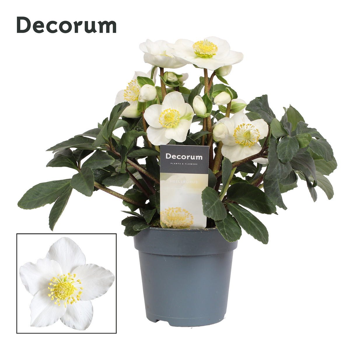 Helleborus niger Christmas Carol 25cm 12cm Pot