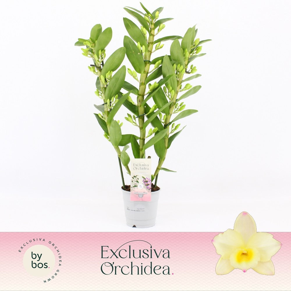 Dendrobium nob. yellow 40cm 12cm Pot