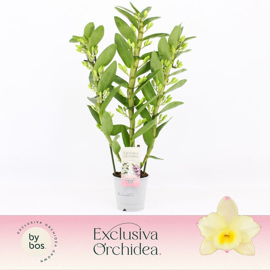 Dendrobium nob. yellow 40cm 12cm Pot