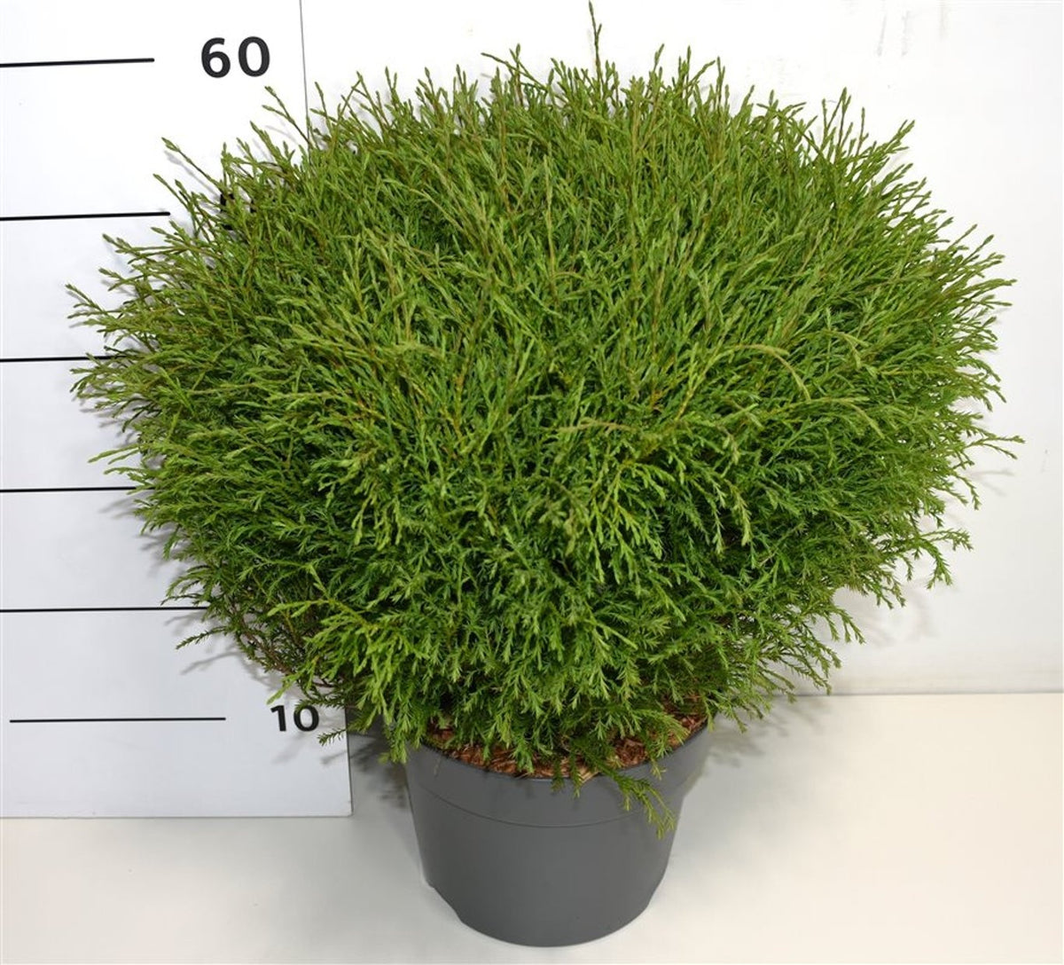 Thuja occidentalis Mr. Bowling Ball 60cm 26cm Pot