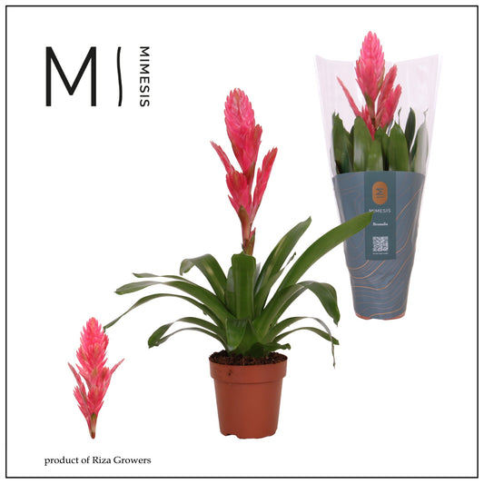 Vriesea 48cm 12cm Pot