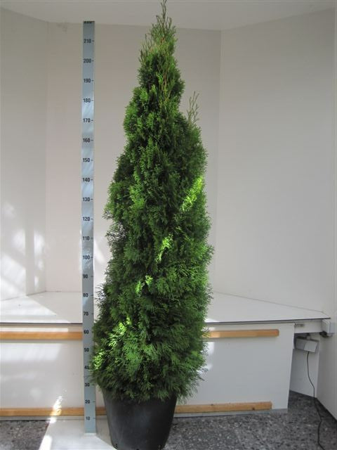 Thuja occidentalis Smaragd 220cm 31cm Pot
