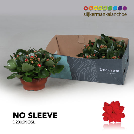 Kalanchoe Secret Red 28cm 23cm Pot