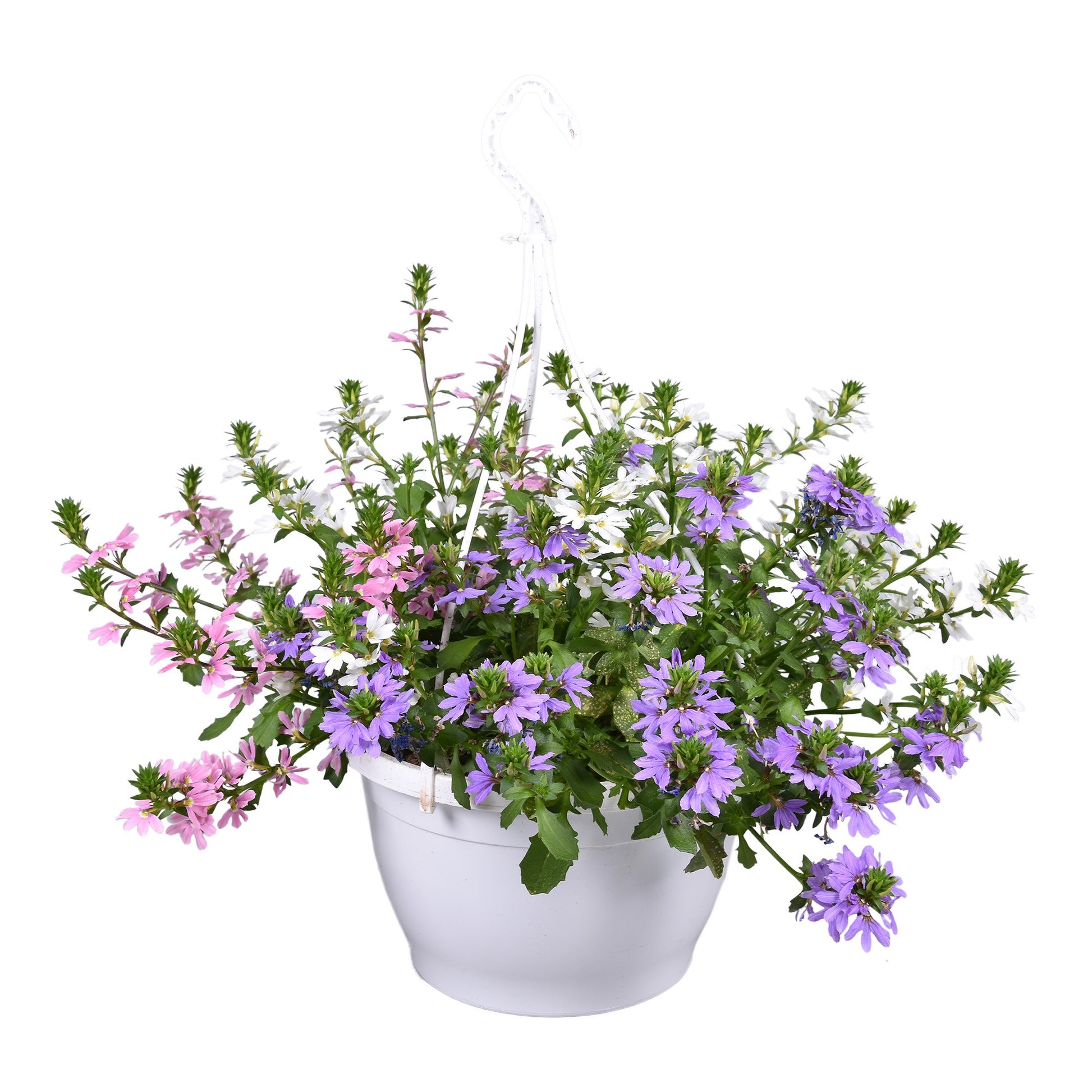 Scaevola mix 40cm 25cm Pot