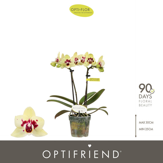 Phalaenopsis yellow 25cm 7cm Pot