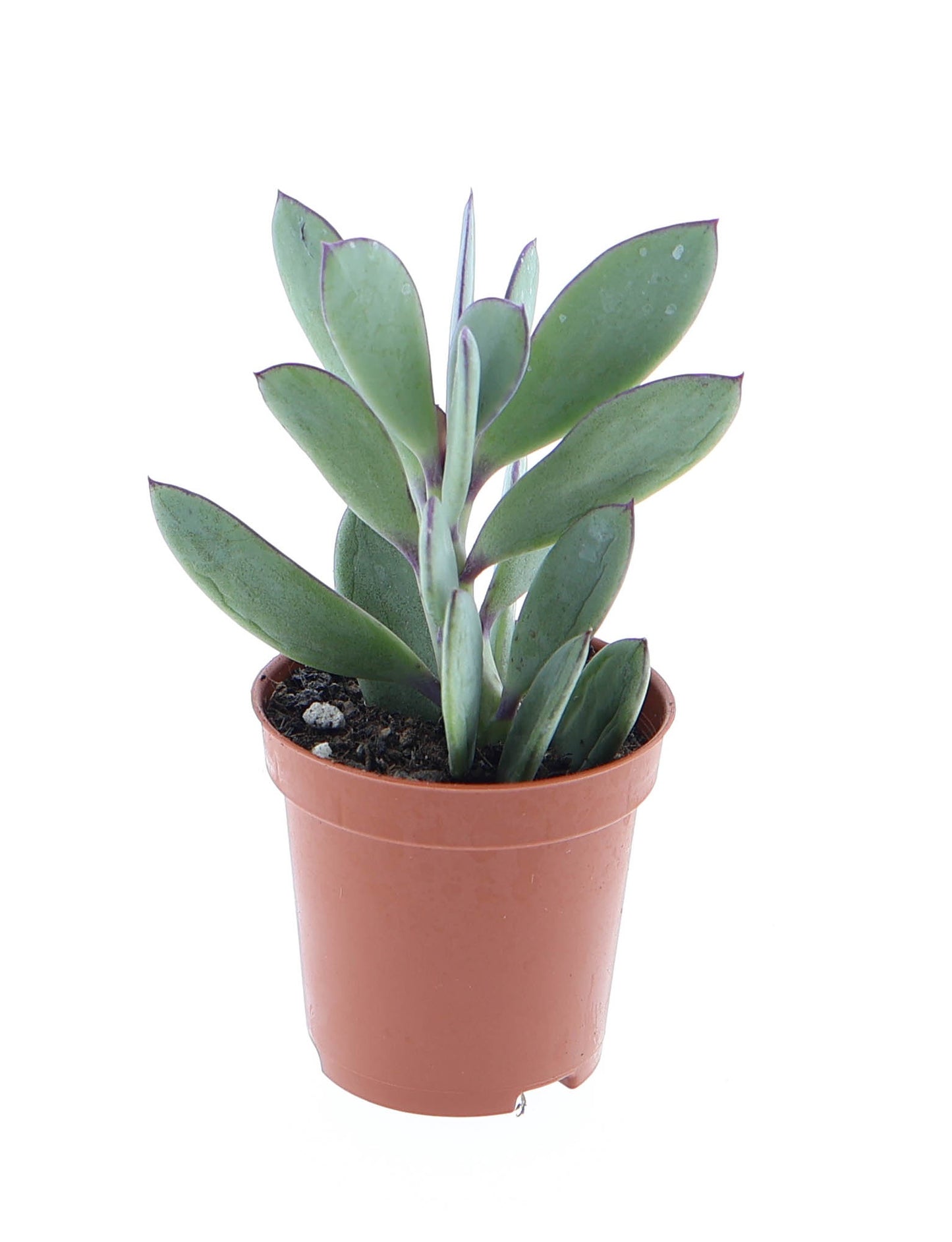 Euro Cactus Holland Bv Senecio crassissimus Pack of 20