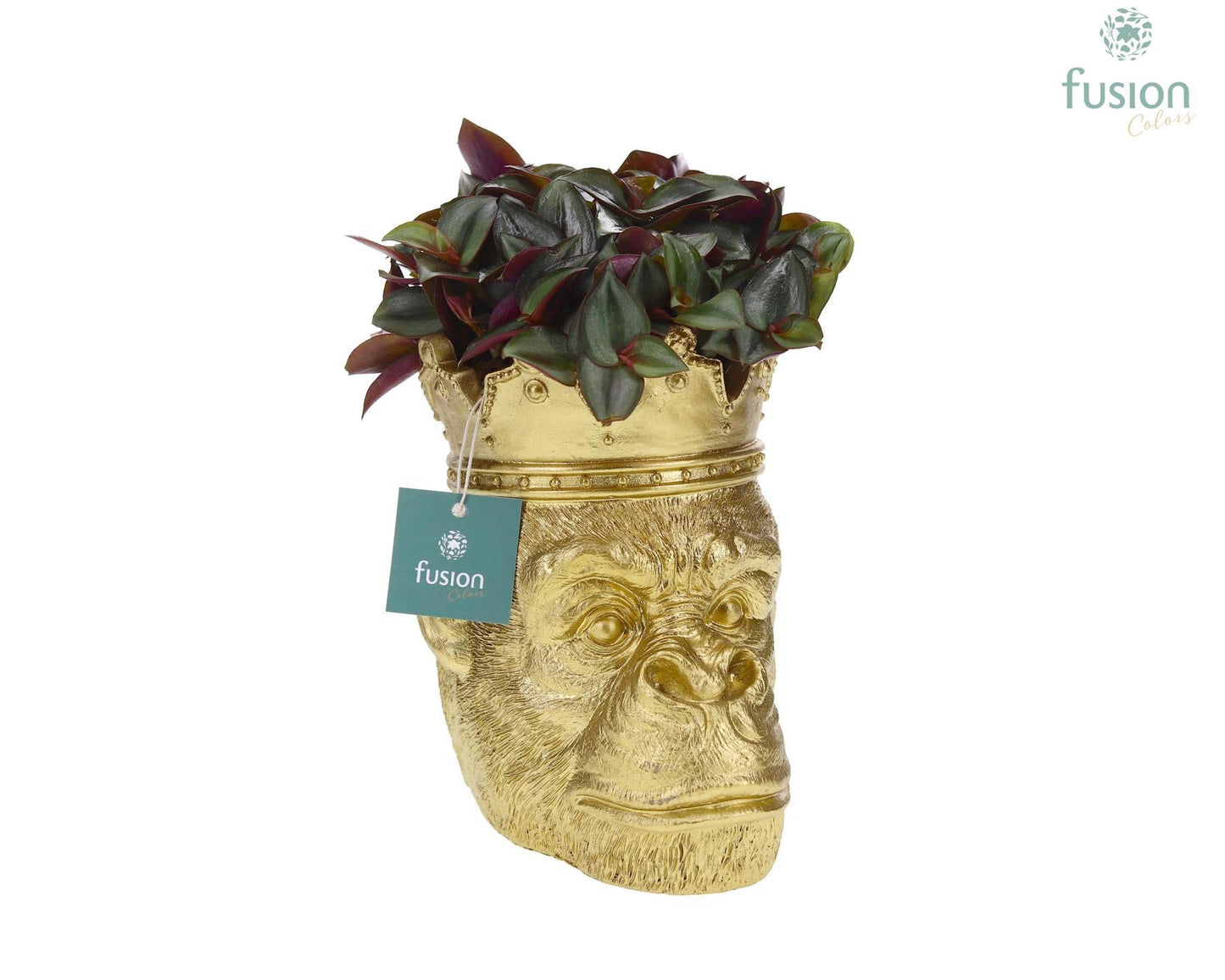 Fusioncolors BV Polystone Gorilla goud met Peperomia Pack of 8
