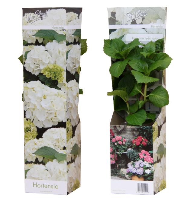Hydrangea macrophylla Wudu 25cm 9cm Pot
