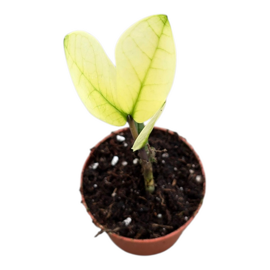 Zamioculcas Chameleon 15cm 7cm Pot