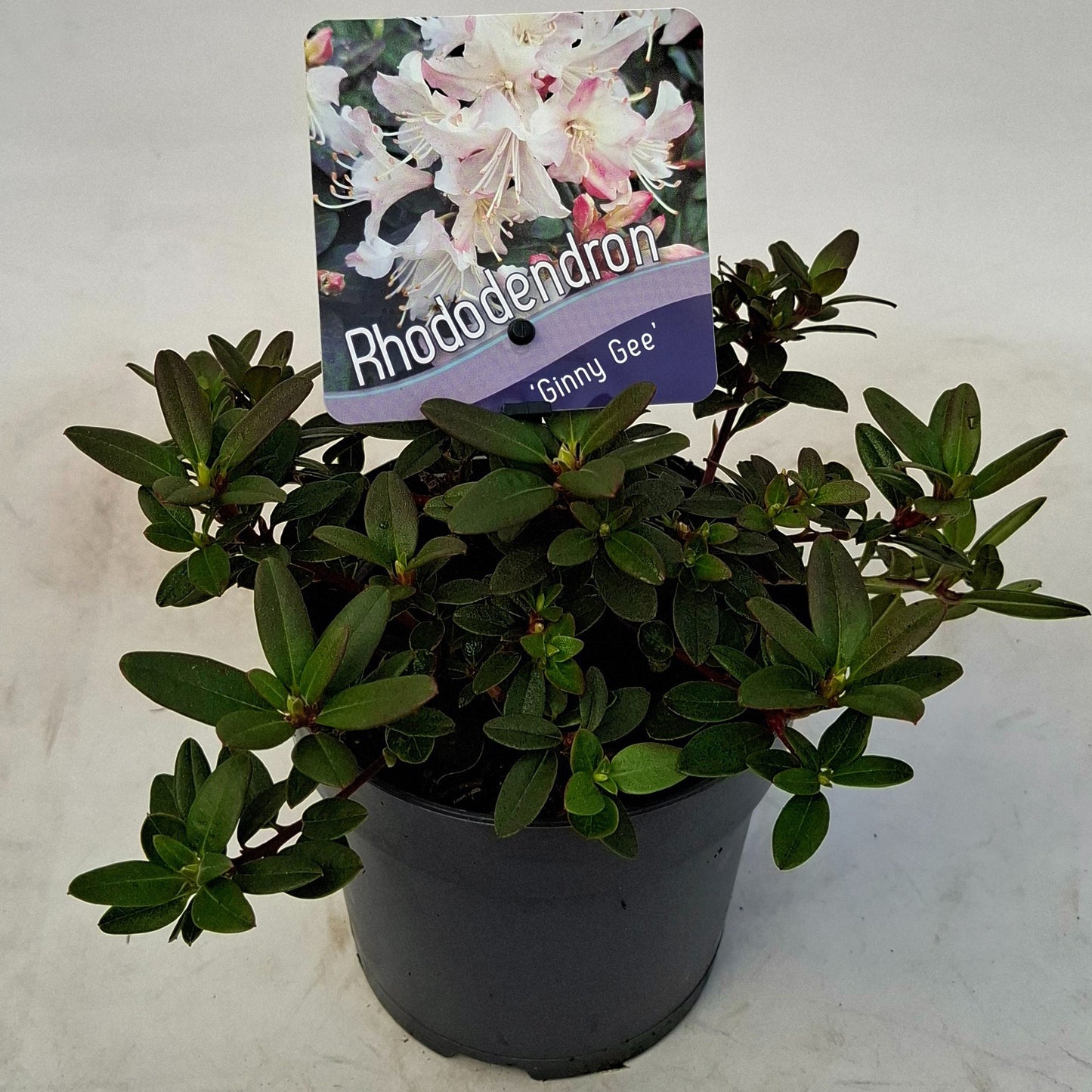 J.C.A.M. van Acht Rhododendron Dwarf varieties Pack of 8