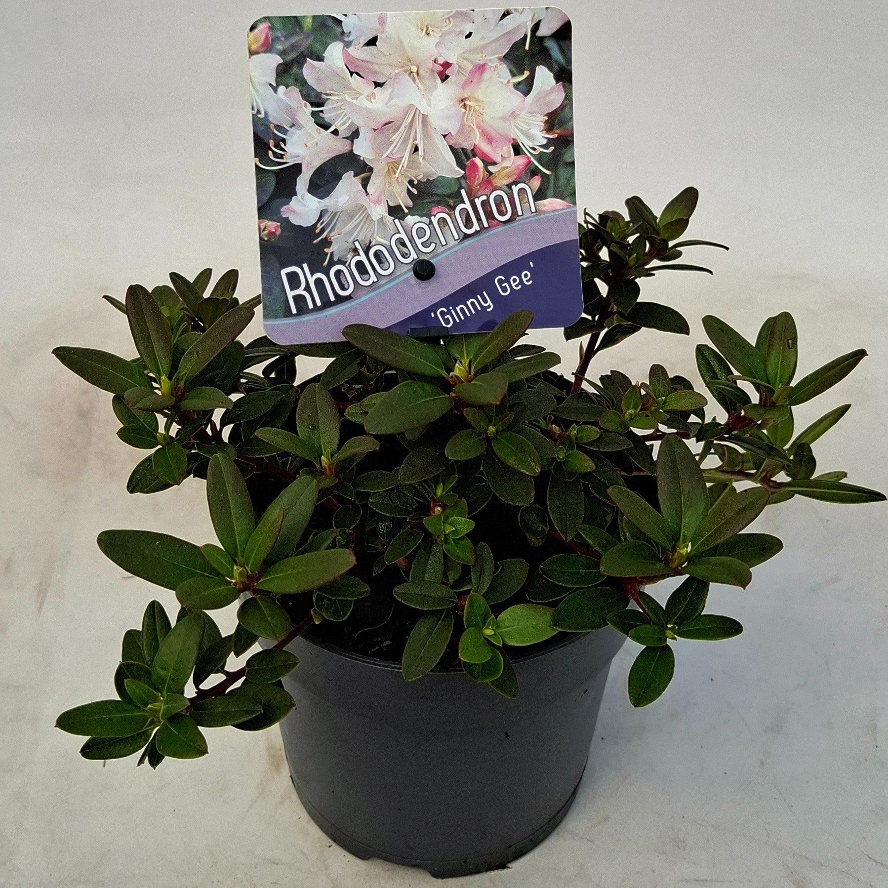 J.C.A.M. van Acht Rhododendron Dwarf varieties Pack of 8