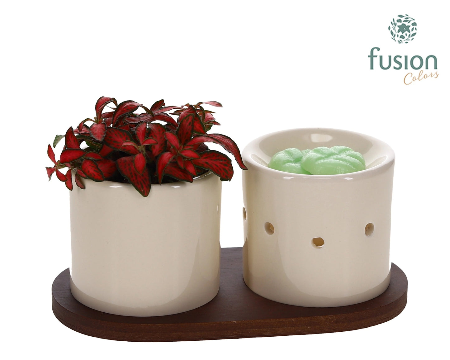 Fusion Scents keramiek Gift set plankje met Fittonia 15cm 20cm Pot