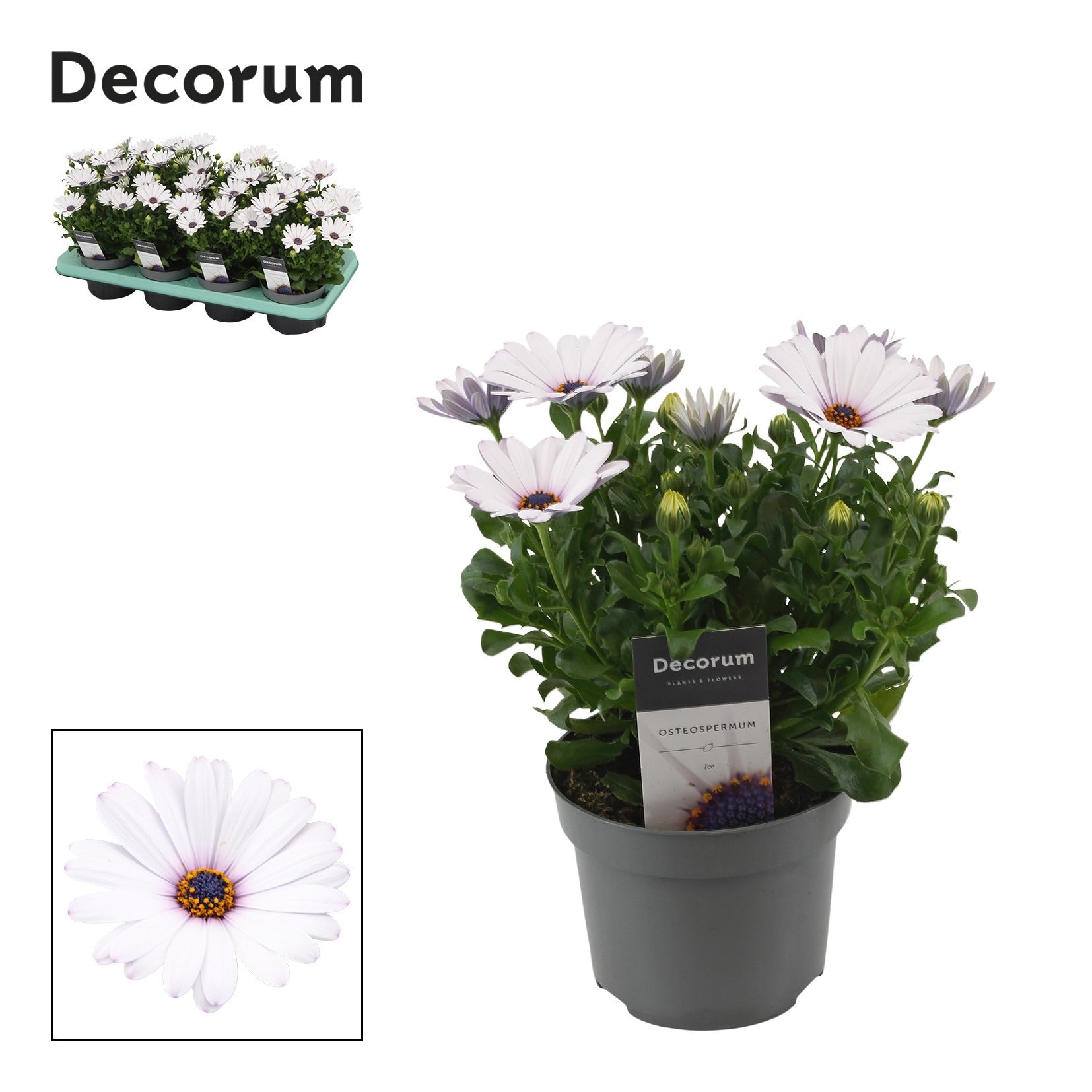 Osteospermum Flowerpower Ice 25cm 12cm Pot